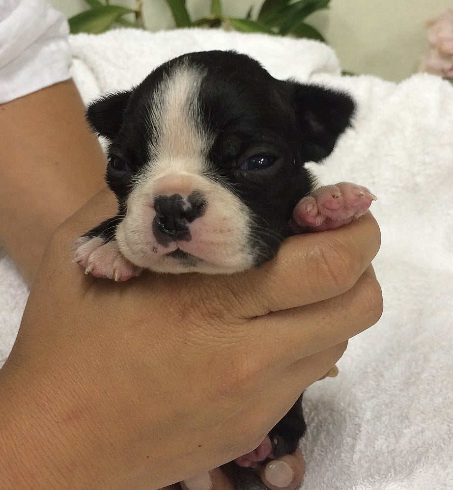 ボストンテリア ヤマトペット 柴犬 仔犬 ブリーダー直販 ペットグッズ 群馬県桐生市